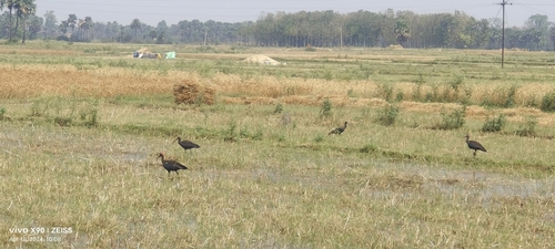 Red-naped Ibis