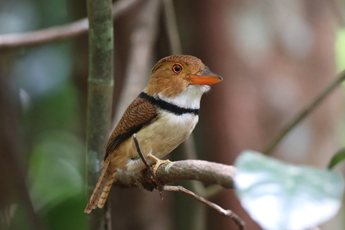 Collared Puffbird (Bucco capensis) — Least Concern Aves