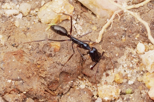 小针大齿猛蚁Odontomachus aciculatus