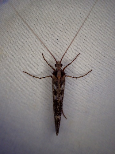 iNaturalist observation photo of Caddisflies
