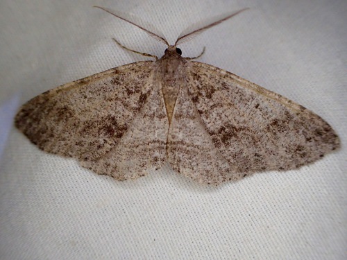 iNaturalist observation photo of Geometer Moths