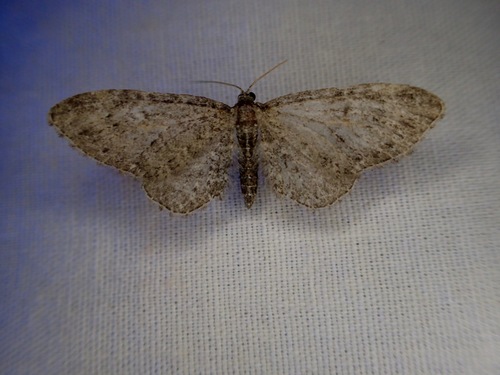 iNaturalist observation photo of Carpet Moths