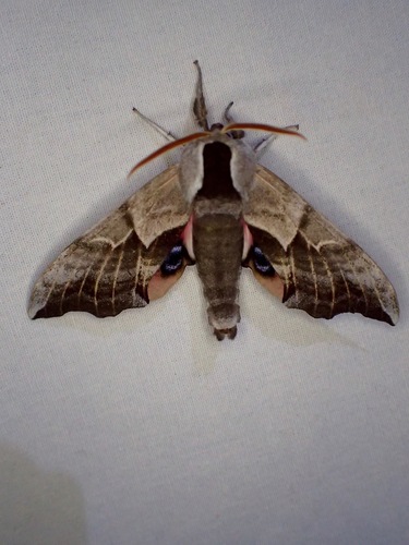 iNaturalist observation photo of Western Eyed Sphinx