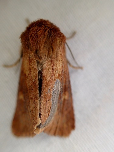 iNaturalist observation photo of Owlet Moths and Allies