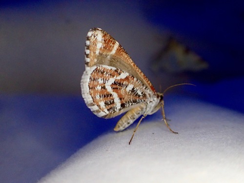 iNaturalist observation photo of Stamnodes marmorata