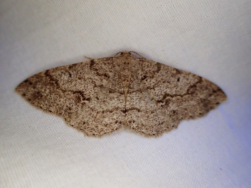 iNaturalist observation photo of Geometer Moths
