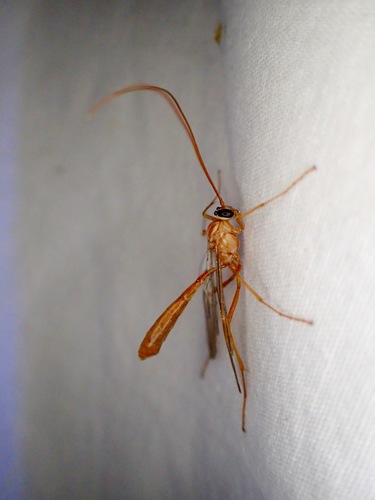 iNaturalist observation photo of Ichneumonid Wasps