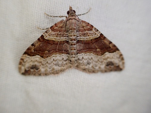 iNaturalist observation photo of Butterflies and Moths