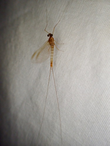 iNaturalist observation photo of Mayflies