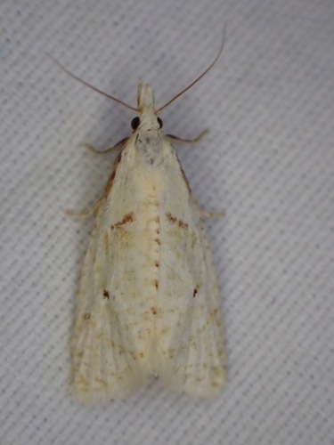 iNaturalist observation photo of Phtheochroa aegrana