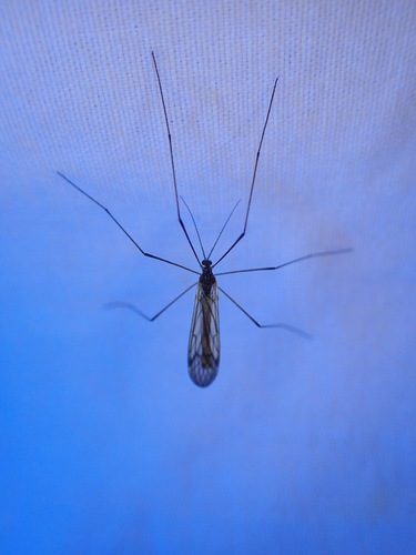iNaturalist observation photo of Crane Flies
