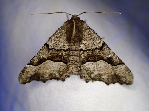 iNaturalist observation photo of Behr's Pero Moth