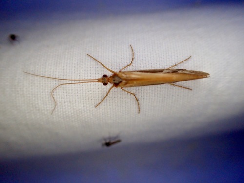 iNaturalist observation photo of Caddisflies