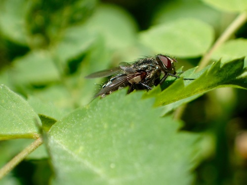 iNaturalist observation photo of Calyptrate Flies