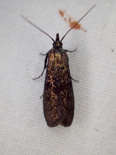 iNaturalist observation photo of Pyla