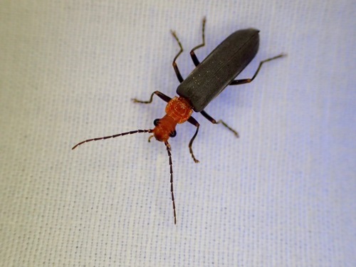 iNaturalist observation photo of Downy Leather-winged Beetle