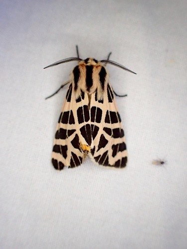 iNaturalist observation photo of Ornate Tiger Moth