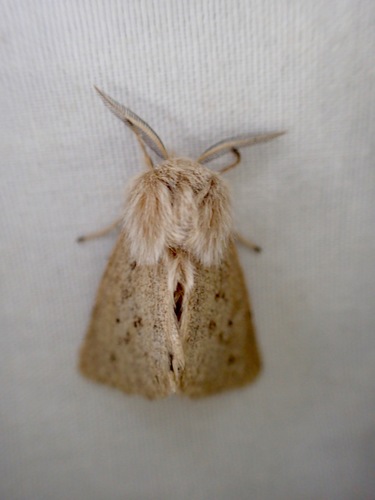 iNaturalist observation photo of Wandering Tiger Moth