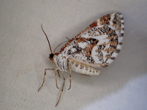 iNaturalist observation photo of Stamnodes marmorata