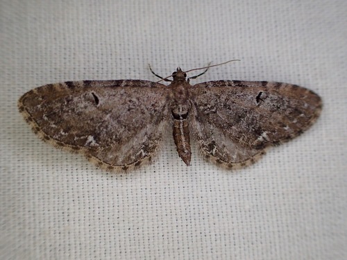 iNaturalist observation photo of Geometer Moths