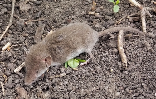 Eastern Lesser White-toothed Shrew