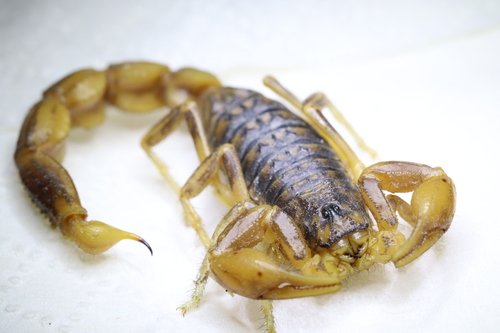 Mesobuthus eupeus