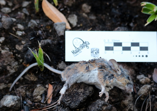 Merriam's Piñon Mouse
