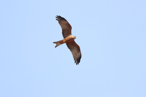 Yellow-billed Kite