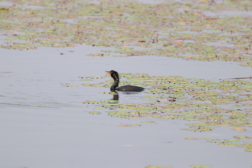 Reed Cormorant