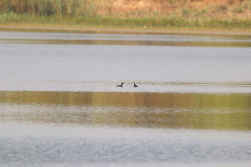 Red-knobbed Coot