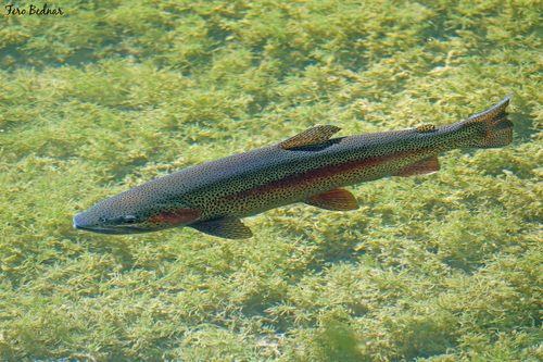 Oncorhynchus mykiss