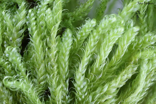 Hypnum cupressiforme