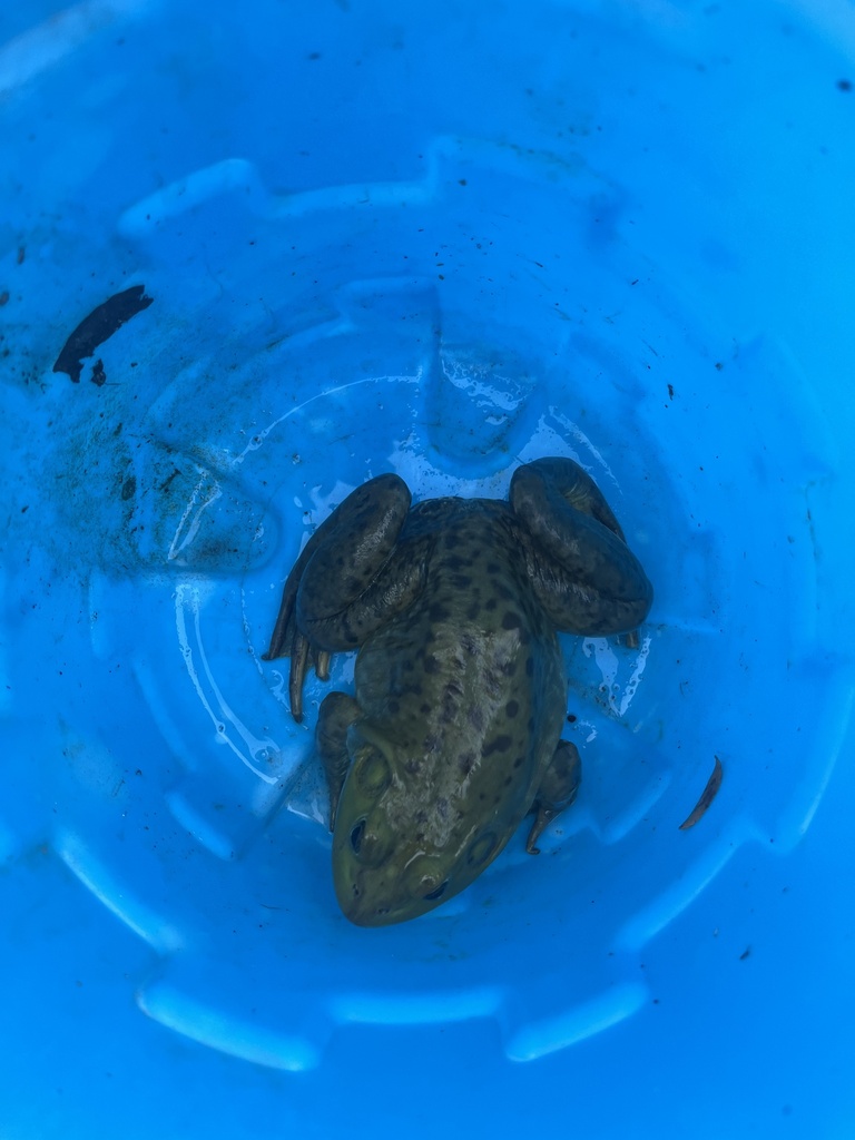 American Bullfrog from Pheasant Run, McFarland, WI, US on September 27 ...
