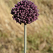 Allium truncatum - Photo (c) Ori Fragman-Sapir, all rights reserved, uploaded by Ori Fragman-Sapir