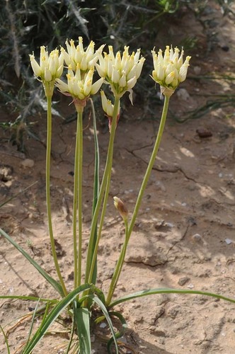 Allium erdelii Zucc.