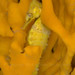Observation photo