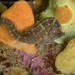 Observation photo