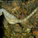 Observation photo