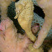 Observation photo