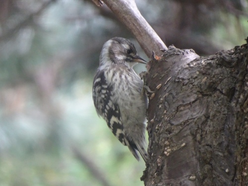 Japanese Pygmy Woodpecker