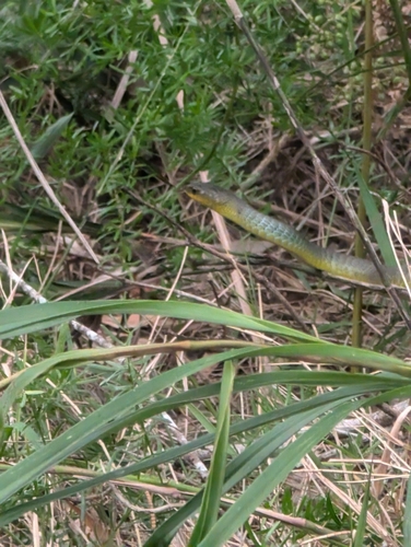Common Tree Snake sighting