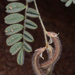 Astragalus eremophilus - Photo (c) Ori Fragman-Sapir, todos os direitos reservados, uploaded by Ori Fragman-Sapir