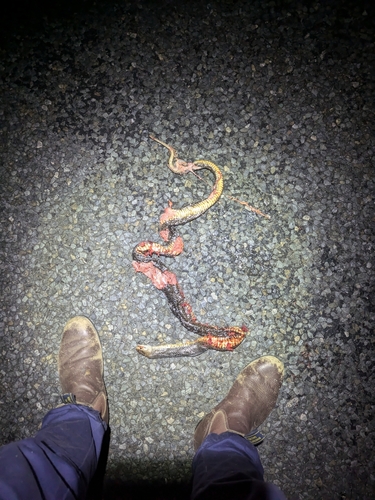 Eastern Brown Snake sighting