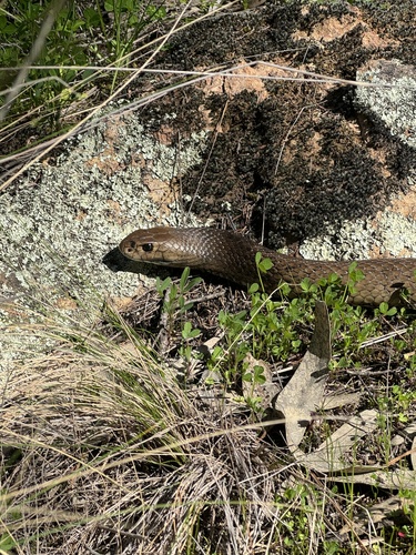Eastern Brown Snake sighting