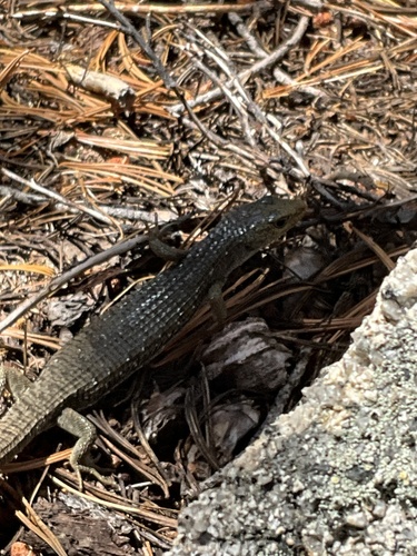 iNaturalist observation photo of Northern Alligator Lizard