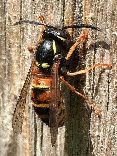 Red-banded Yellowjacket
