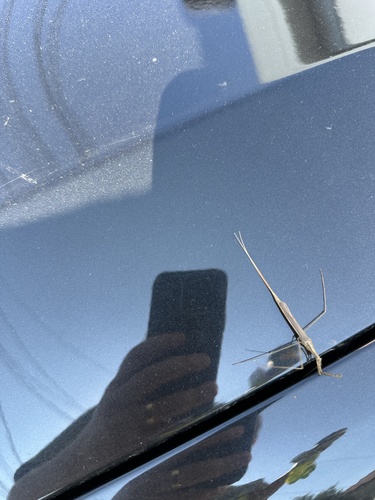 Eurasian Water Stick Insect