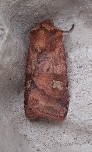 Small Square-spot