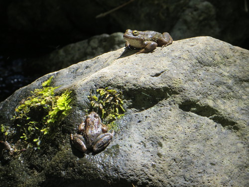 Foothill Yellow-legged Frog