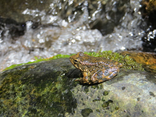Foothill Yellow-legged Frog